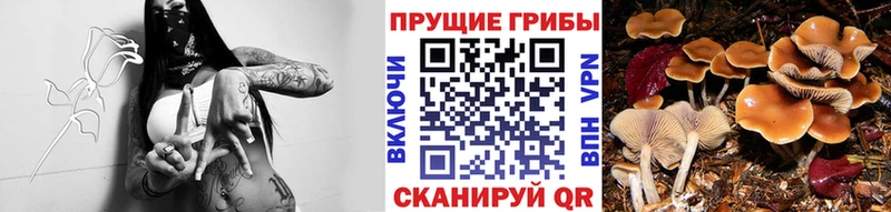 Псилоцибиновые грибы GOLDEN TEACHER даркнет сайт Луховицы